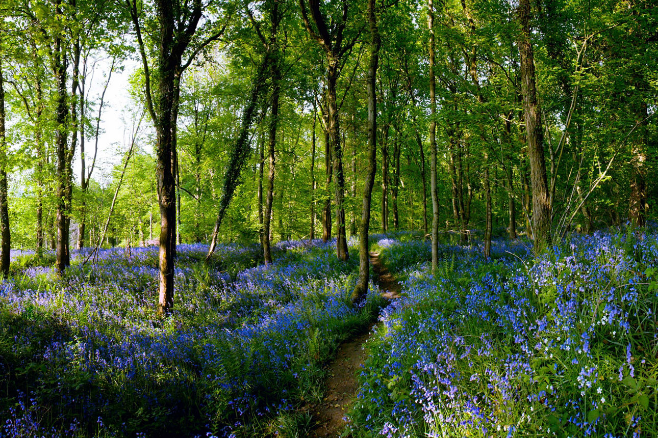 Wald mit Blumen