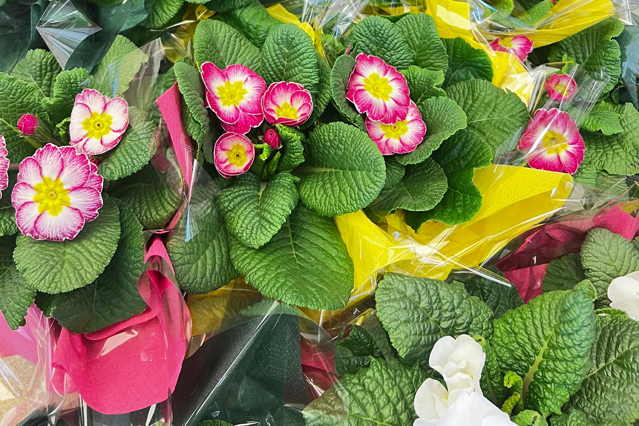 Primelmeer in verschiedenen Farben