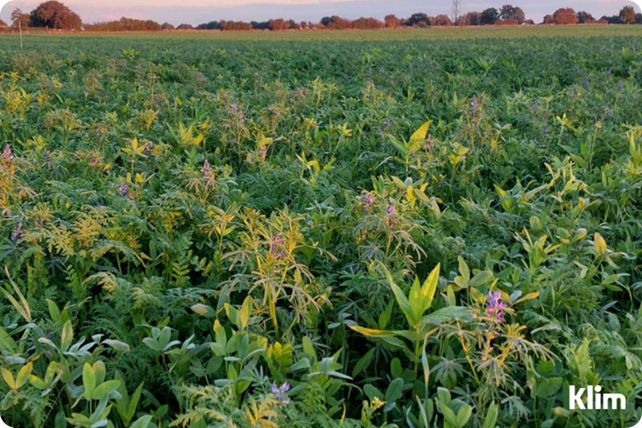Grünes, dicht bewachsenes Feld mit violetten Blüten im Abendlicht.