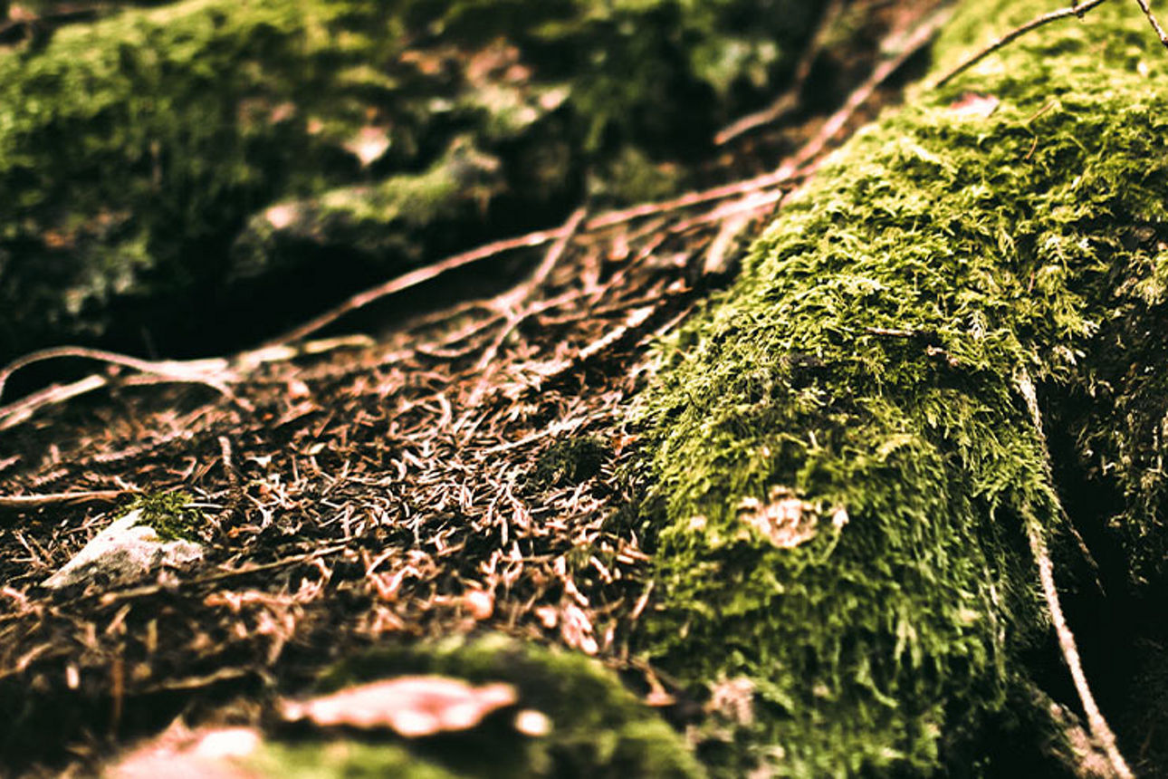 Wurzeln eines Baumes, die mit Moos bewachsen sind