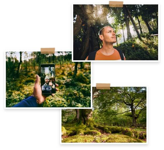Collage aus drei Fotos, die Waldmotive zeigen