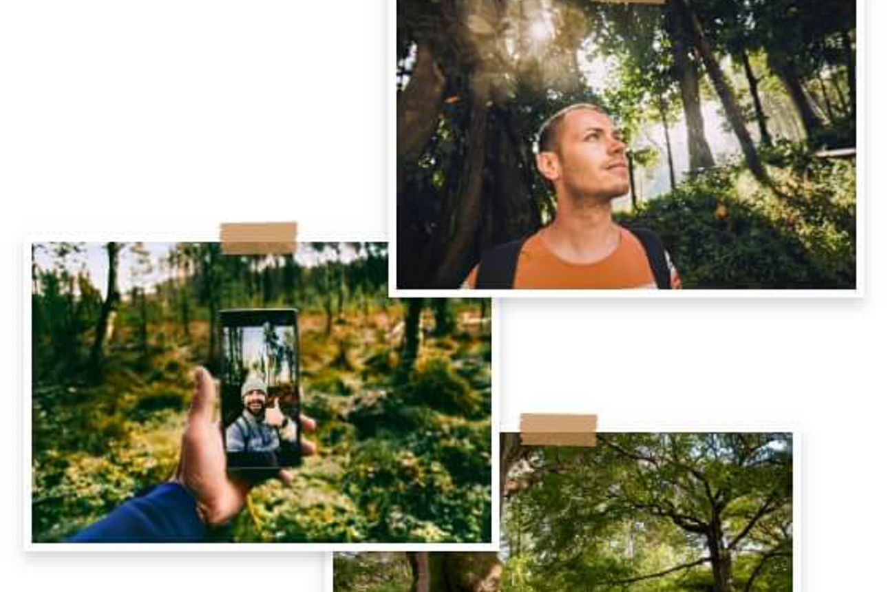 Collage aus drei Fotos, die Waldmotive zeigen