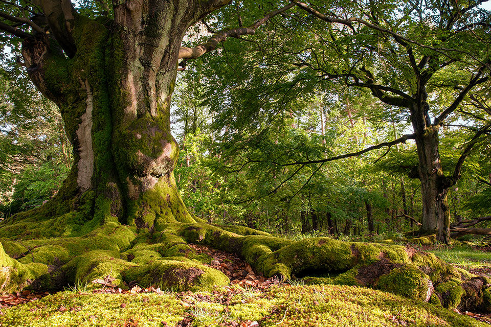 Alter Baum in einem Wald