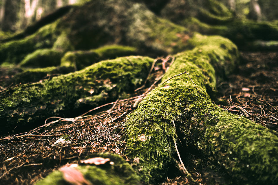 Bemooste Wurzel eines Baums im Wald