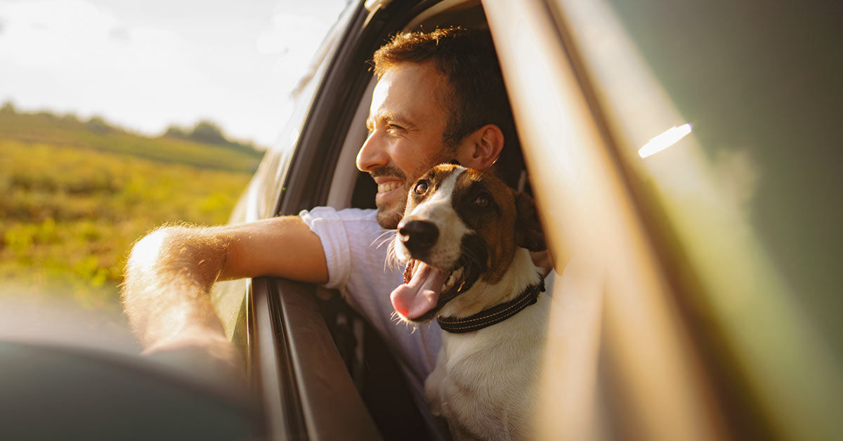 mann und hund schauen aus fahrendem auto