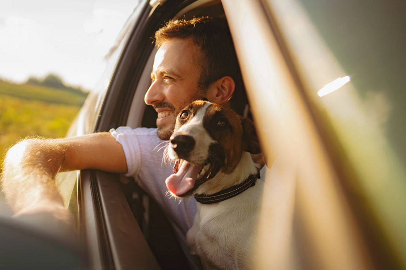 mann und hund schauen aus fahrendem auto