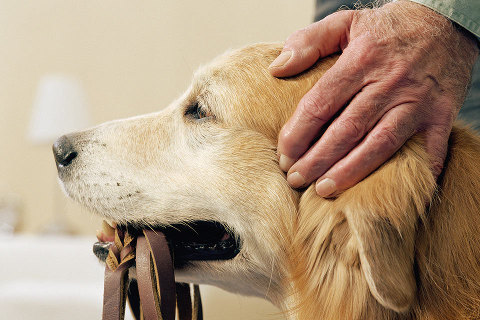 Eine Männerhand tätschelt den Kopf eines Golden Retrievers, der eine Leine im Maul hält.