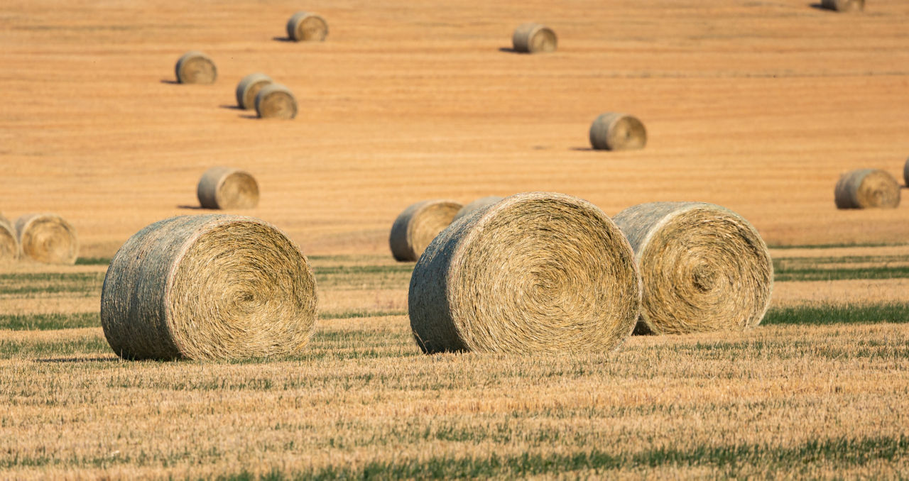 Heuballen liegen auf einem Feld. Foto: Getty Images.