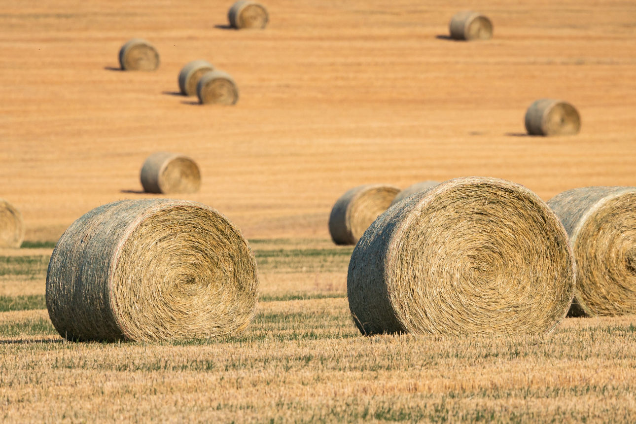 Heuballen liegen auf einem Feld. Foto: Getty Images.