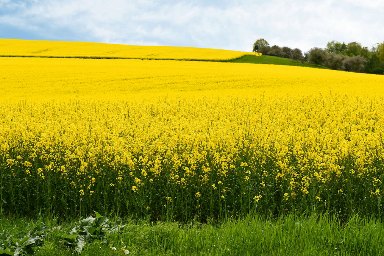 Rapsfeld in der Blüte