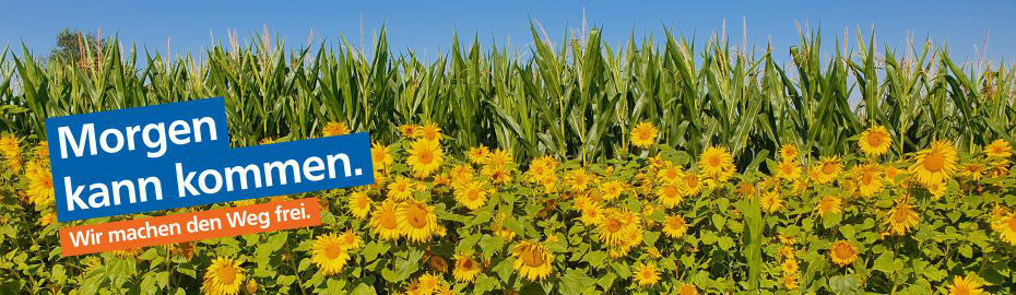 Ein Feld mit Sonnenblumen in voller Blüte, mit einer Reihe von Maisstängeln im Hintergrund
