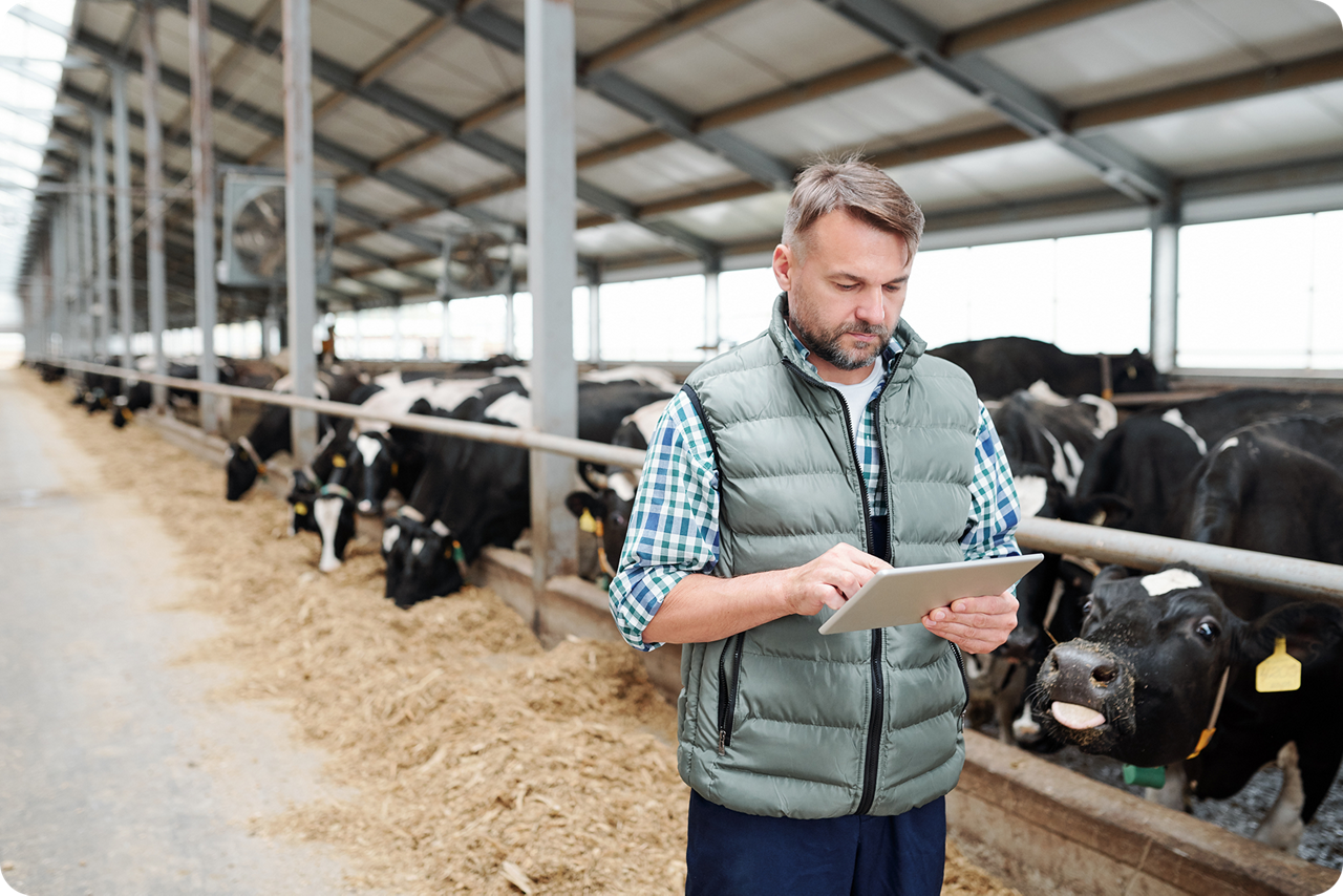 Ein Bauer steht mit seinem Tablet in der Hand im Kuhstall