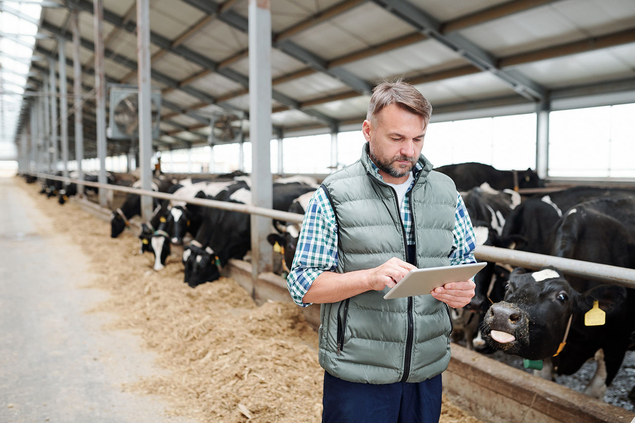 Ein Bauer steht mit seinem Tablet in der Hand im Kuhstall