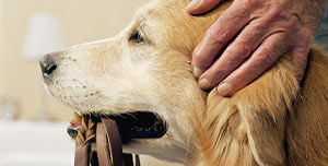 Hund des Malester Besuchsdiensts