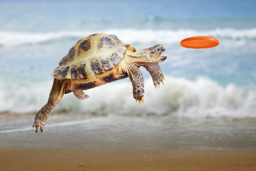 fliegende Schildkröte am Strand