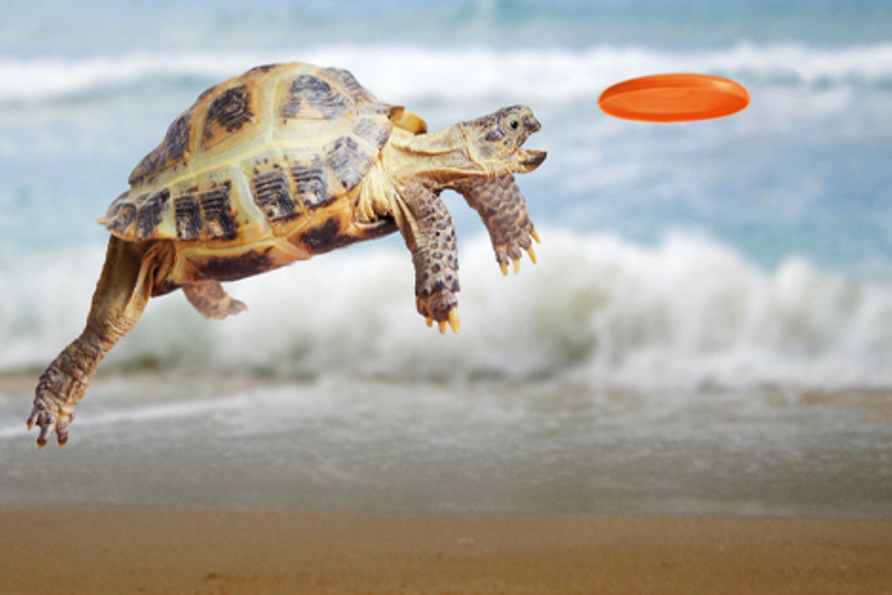 fliegende Schildkröte am Strand