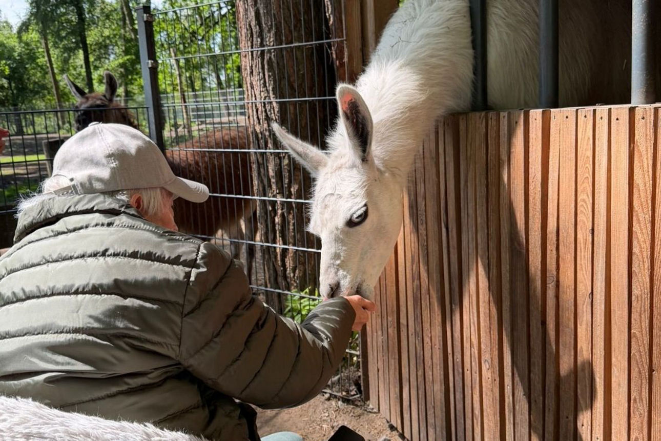 Eine Person im Rollstuhl füttert ein weißes Alpaka über einen Holzzaun in einem Tiergehege; im Hintergrund sind weitere Gehege und Bäume zu sehen.