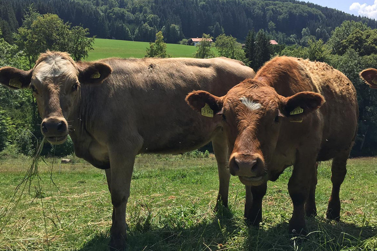 Zwei Kühe auf einer Wiese