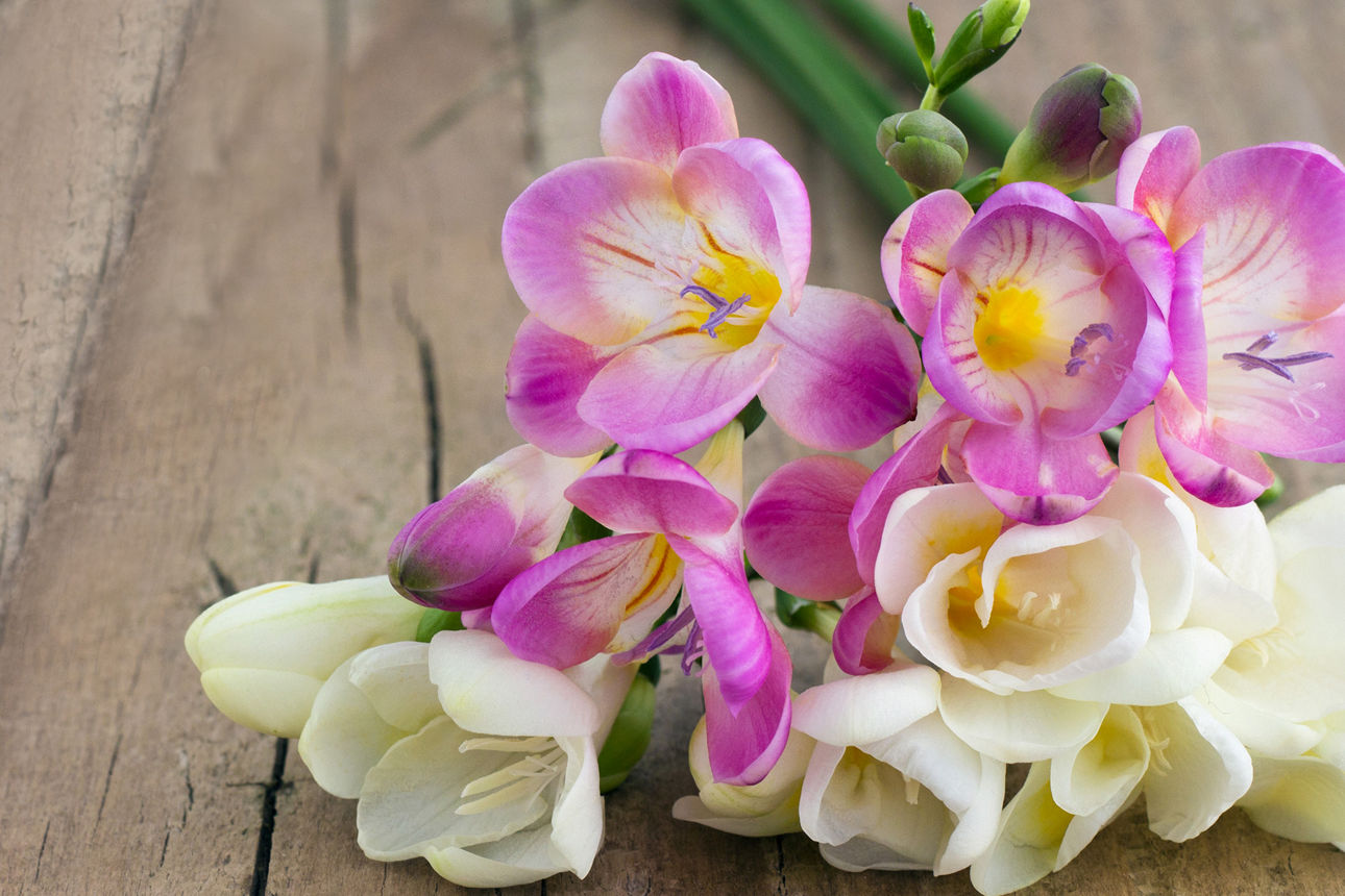 Lila und weiße Blumen auf einem Holztisch