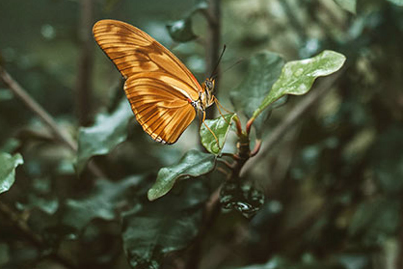 Ein Schmetterling sitzt auf einem Blatt
