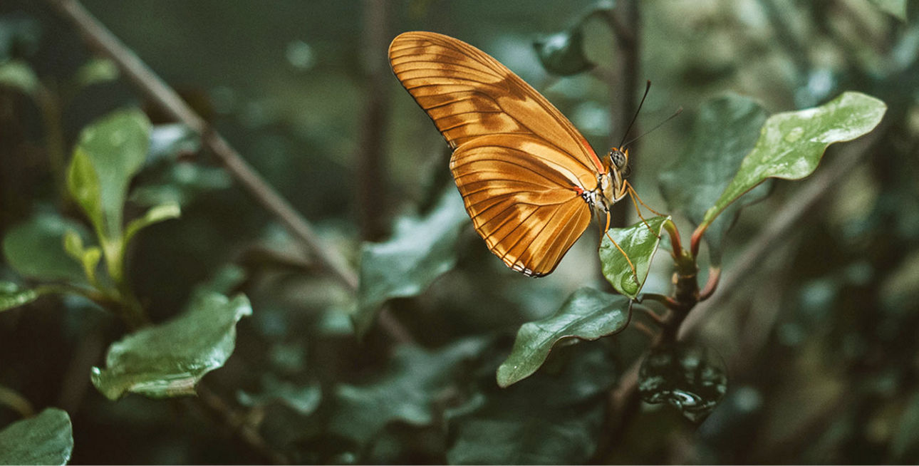 Ein Schmetterling sitzt auf einem Blatt