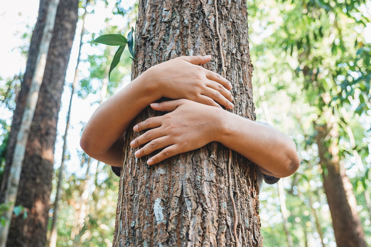 Ein Baum im Wald wird von einem Kind umarmt