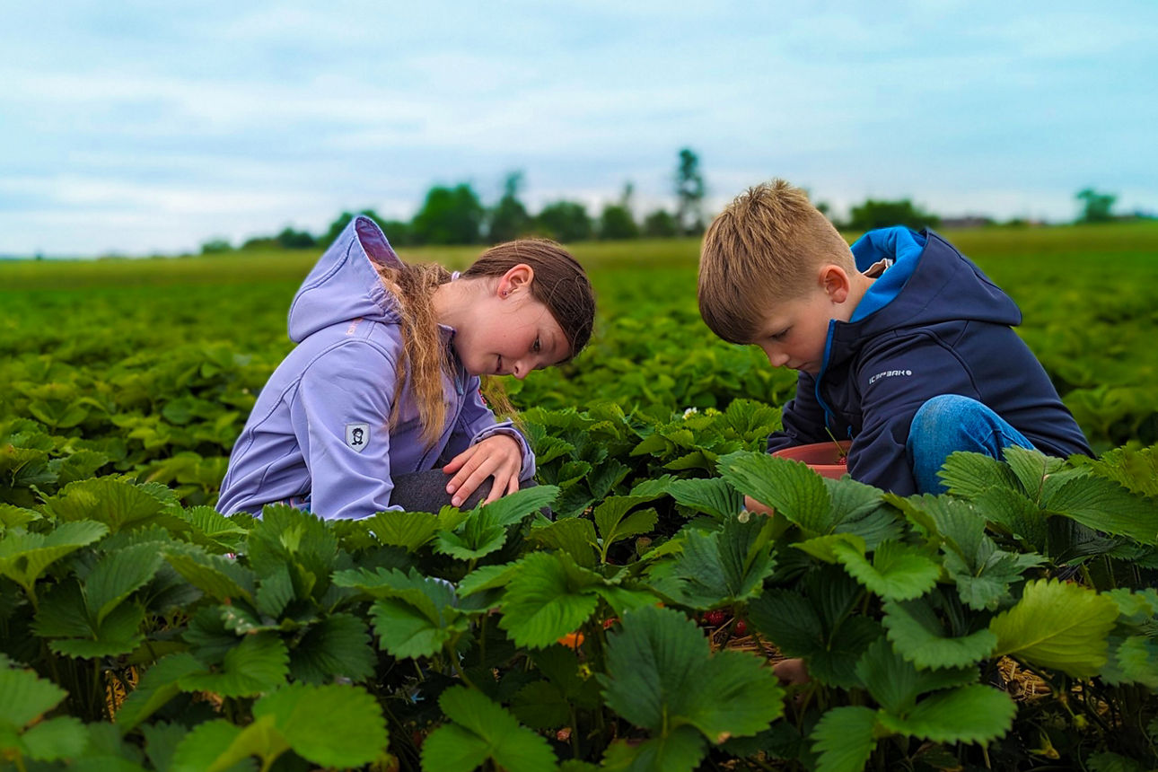 Zwei Kinder sitzen in einem Erdbeerfeld zwischen grünen Pflanzen und betrachten aufmerksam die Blätter unter einem bewölkten Himmel.