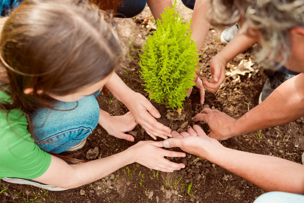 Personen pflanzen einen kleinen Baum ein