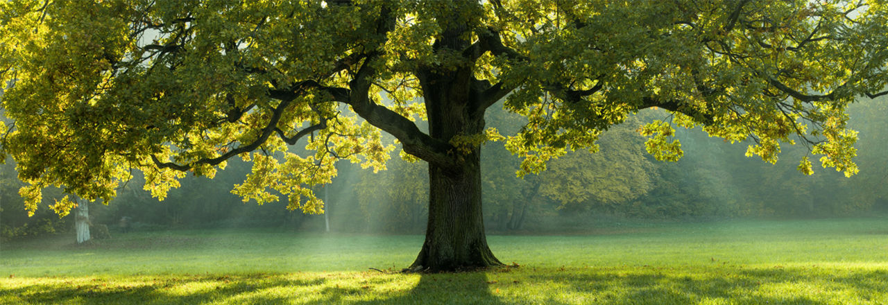 Grüner Baum auf Wiese