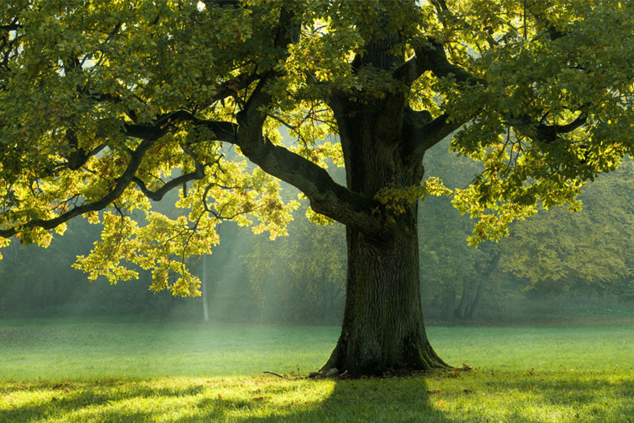 Grüner Baum auf Wiese