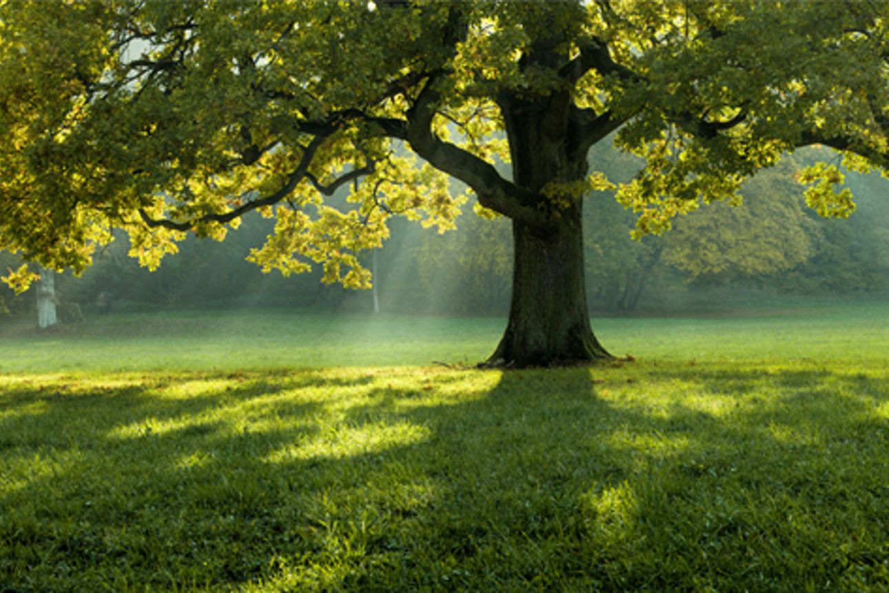 Grüner Baum auf Wiese mit Sonnenstrahlen