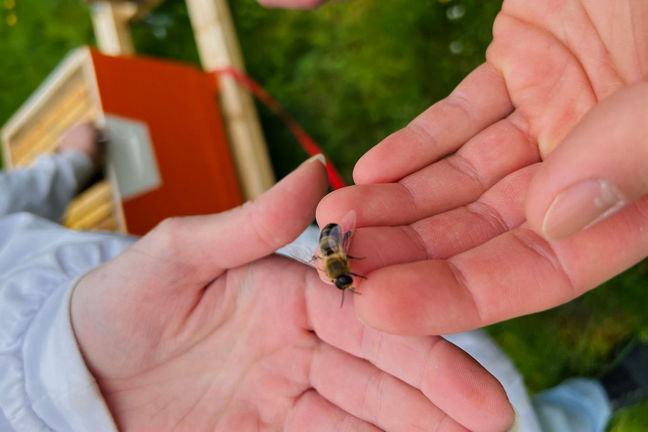 Zwei Hände, welche eine Biene in der Hand halten