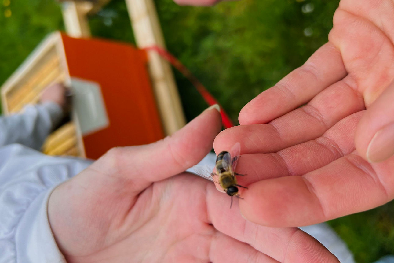 Zwei Hände, welche eine Biene in der Hand halten