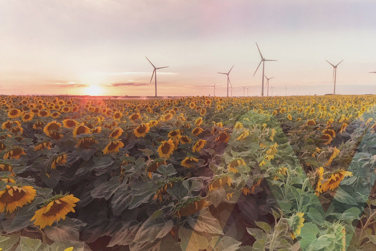Sonnenblumenfeld mit Windrädern im Hintergrund