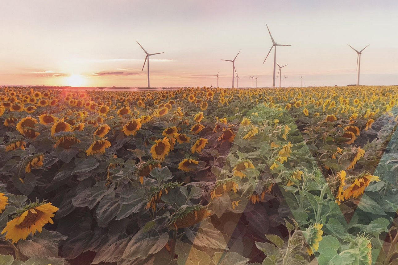 Sonnenblumenfeld mit Windrädern im Hintergrund.