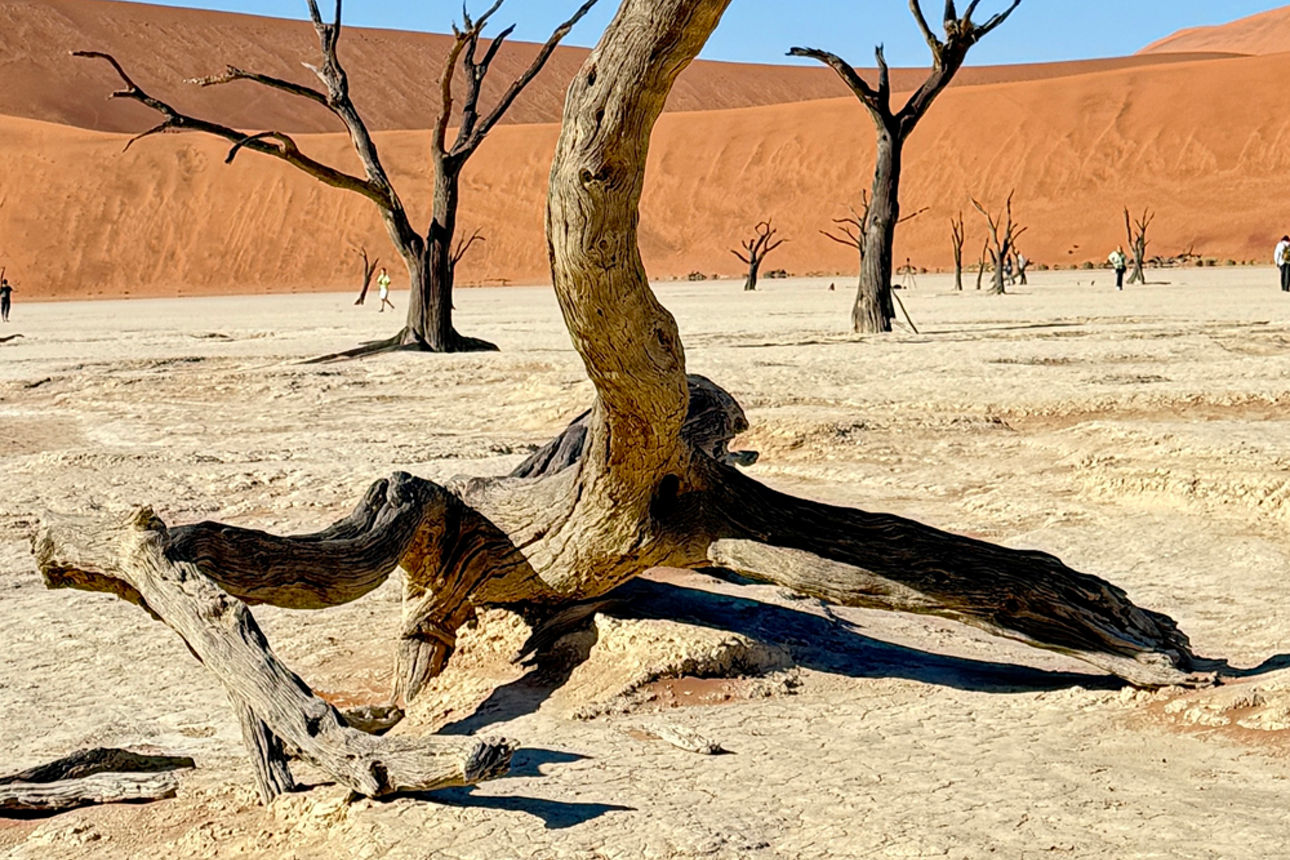 Ein abgestorbener Baum vor roten Dünen und blauem Himmel.