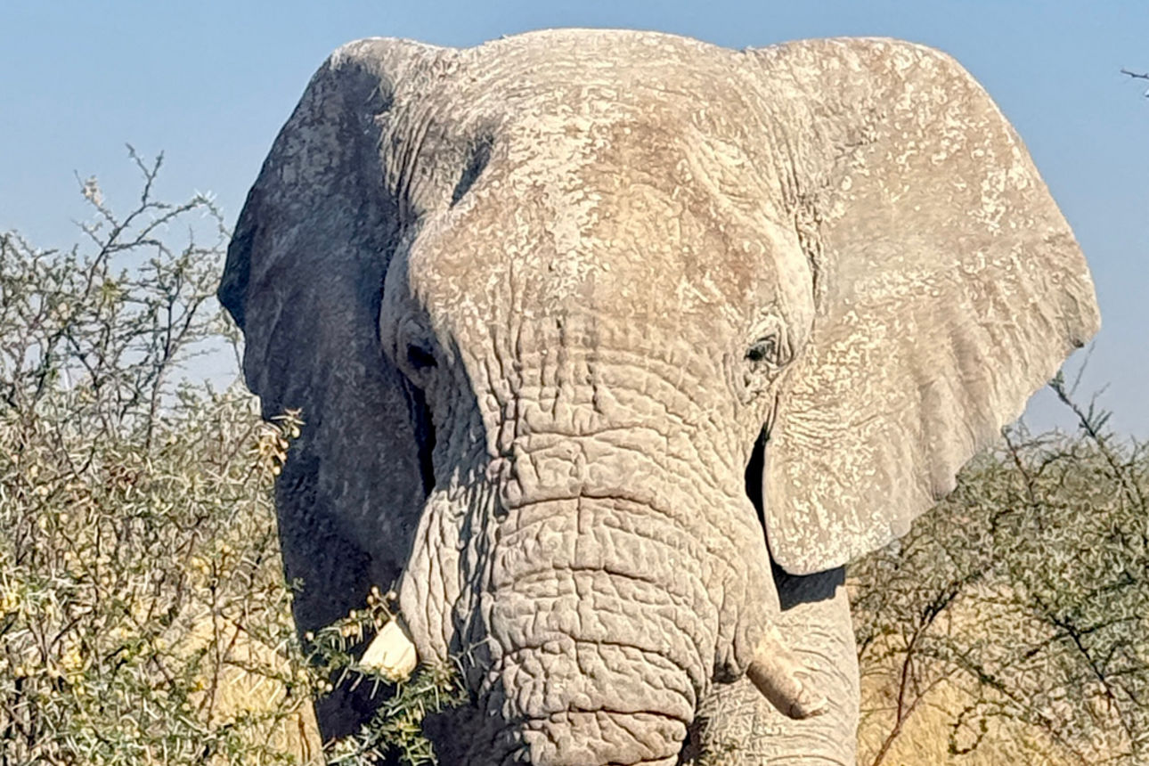Ein Elefant blickt durch die Büsche in die Kamera.