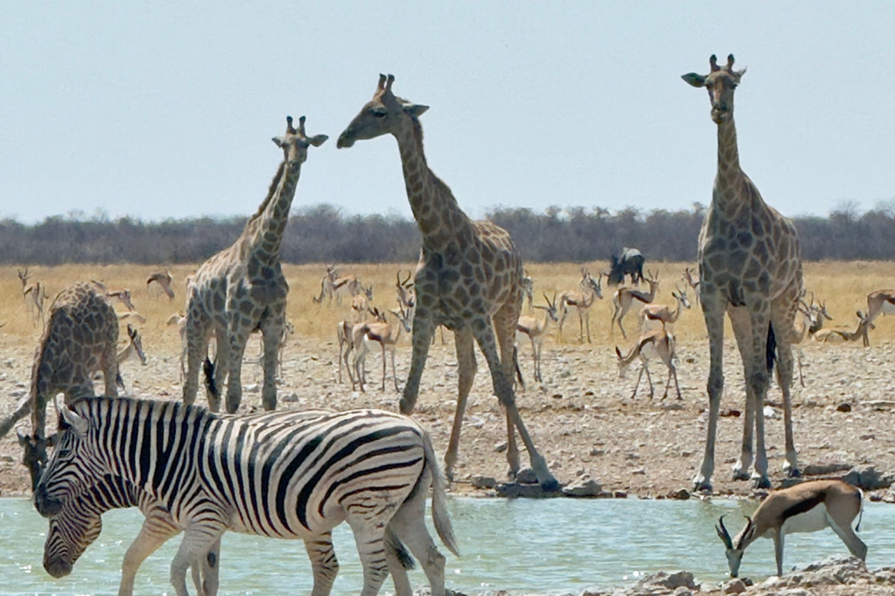 Zebras, Giraffen und Springböcke an einer Quelle.