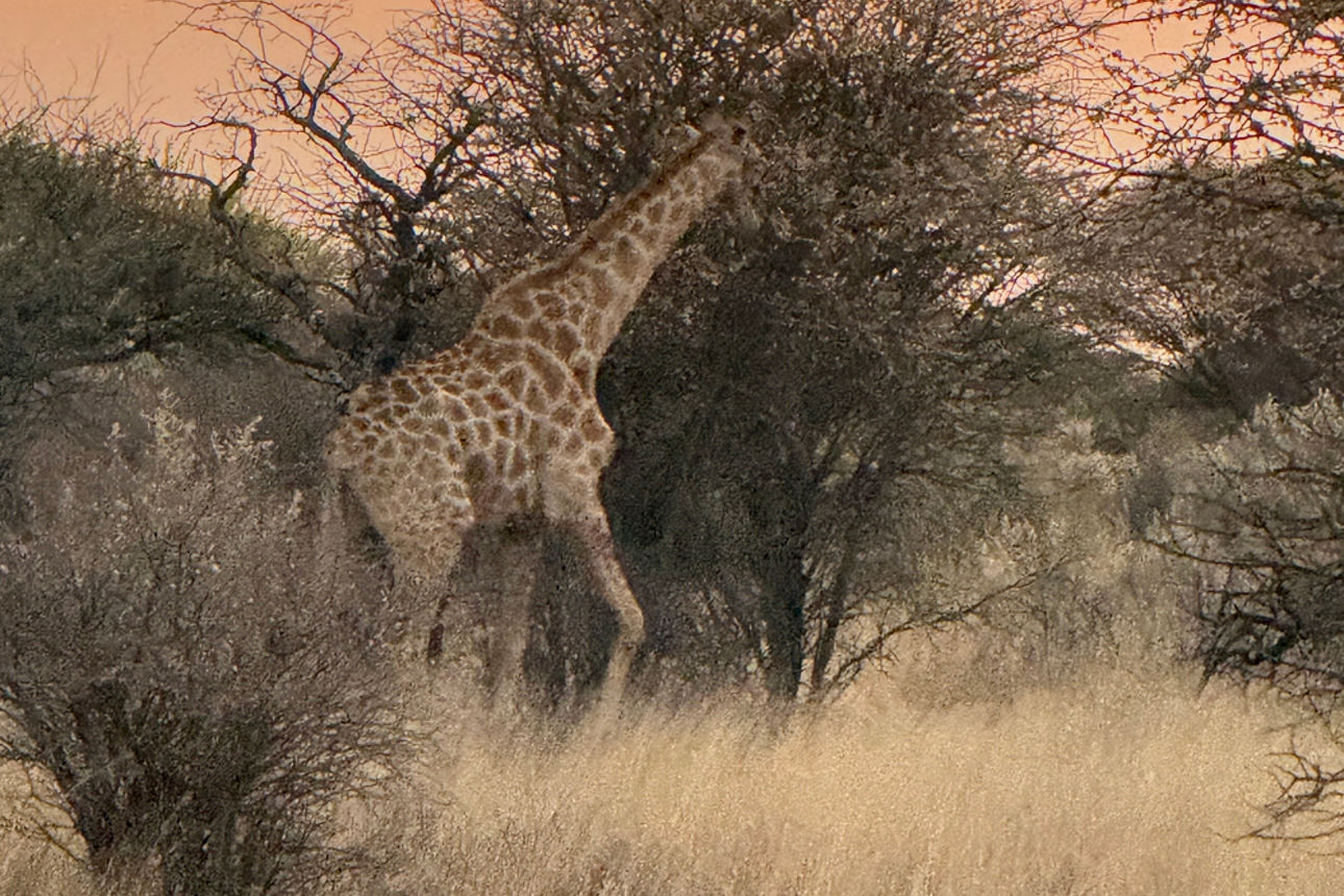 Giraffe zwischen den Bäumen bei Sonnenuntergang.