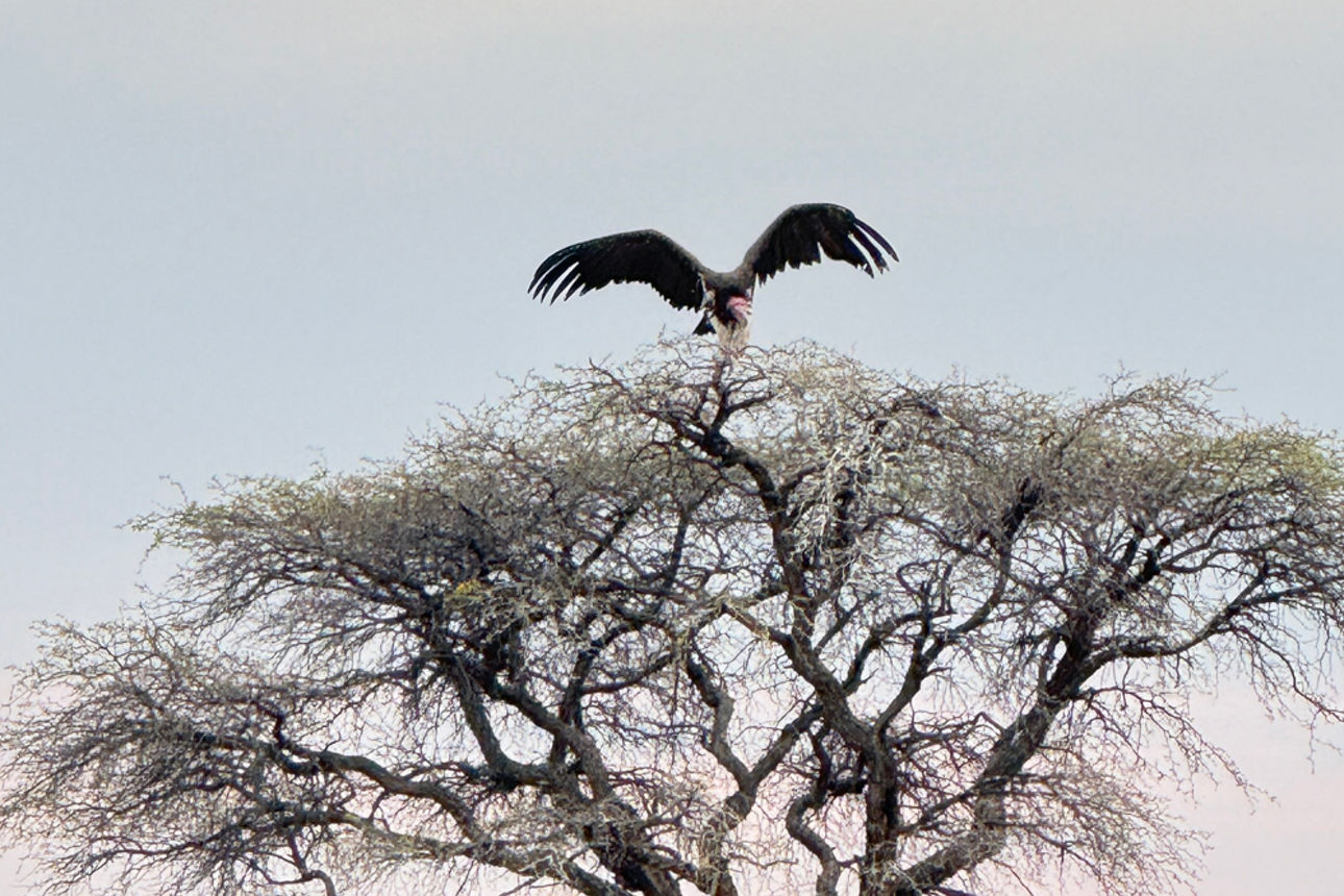 Adler mit ausgebreiteten Flügeln auf einem Baum.