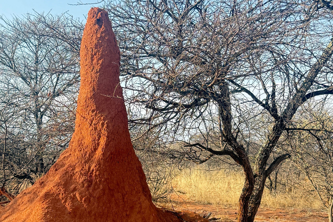 Rote Termitenhügel zwischen blattlosen Bäumen.