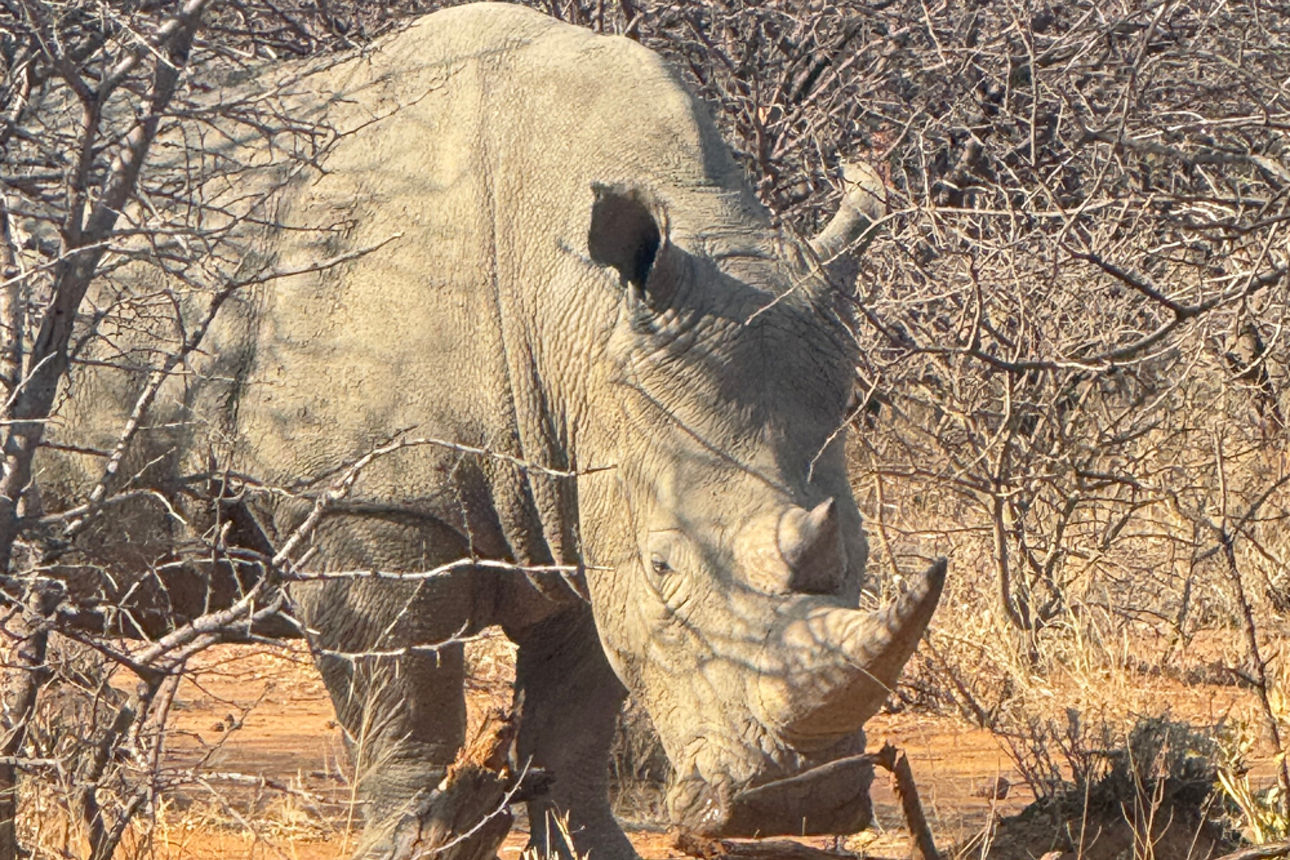 Nashorn zwischen den Bäumen.