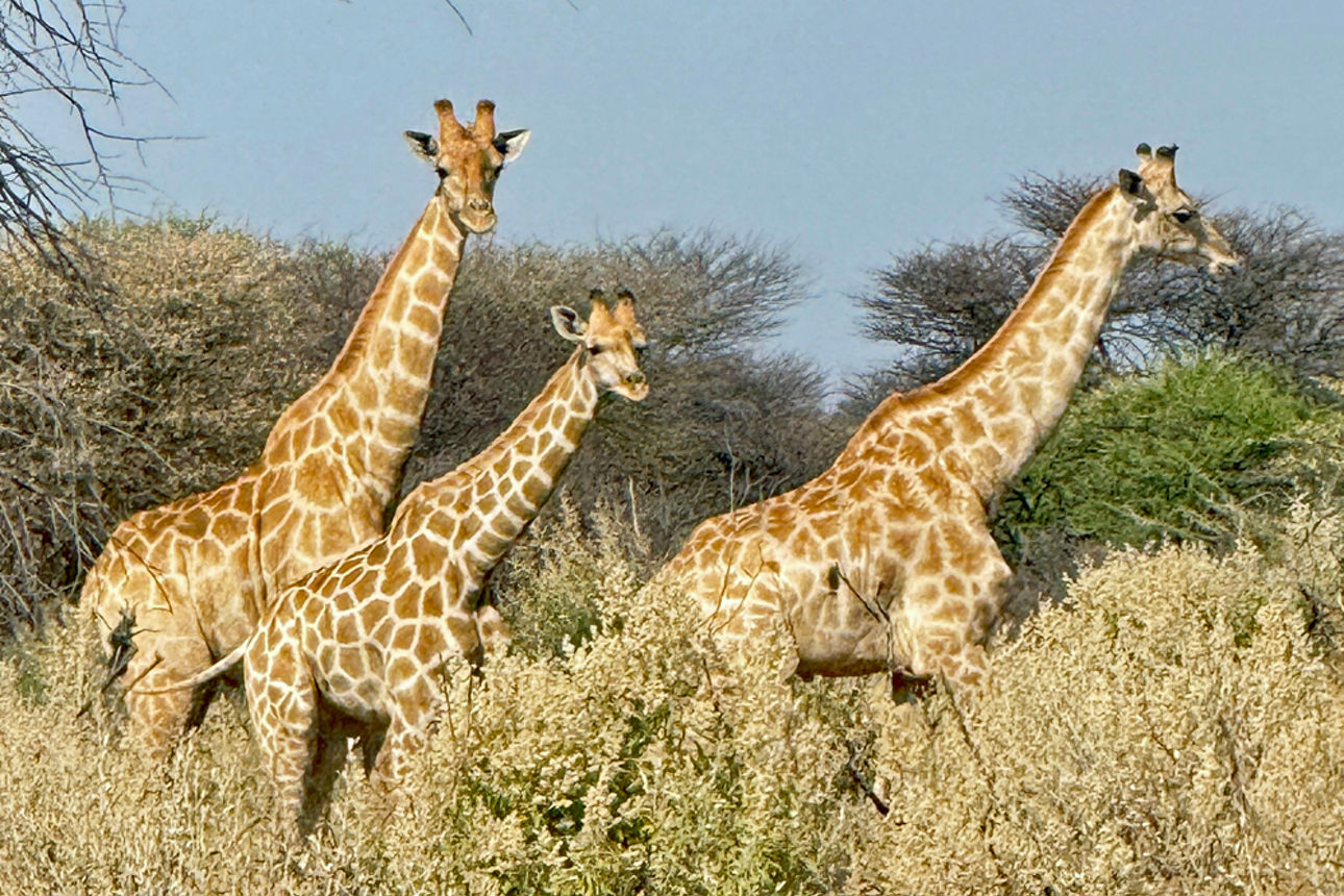 Drei Giraffen zwischen Büschen und trockenem Gras.