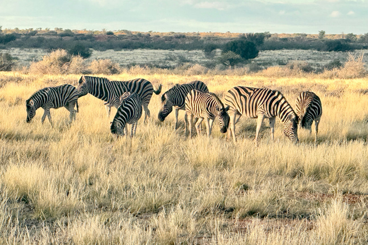 Zebras grasen in der Savanne.