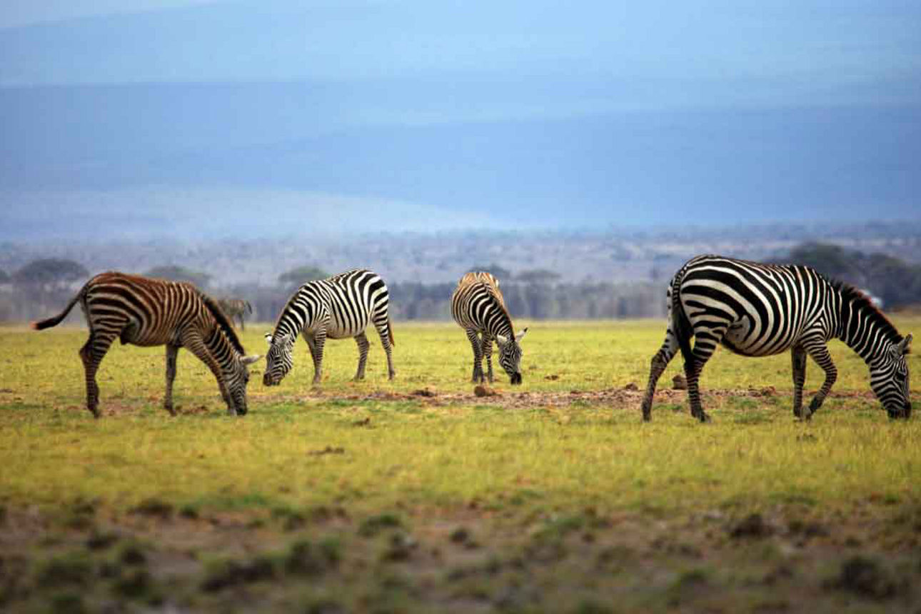 Ein Bild vom Eselsmarkt bei schönem Wetter.
