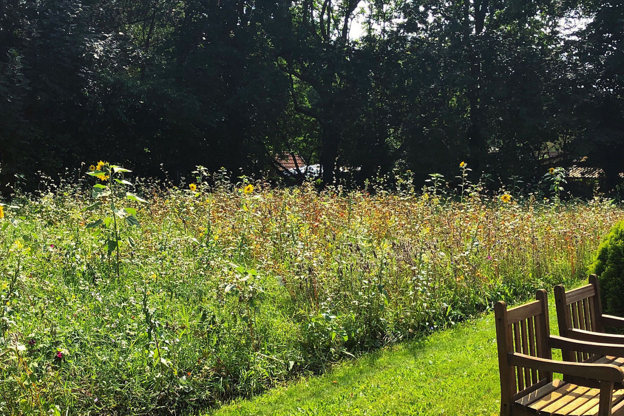 Bienenfreundliche Wiese mit Sonnenblumen