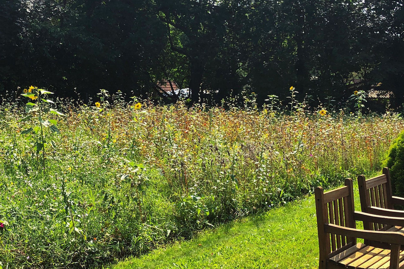 Bienenfreundliche Wiese mit Sonnenblumen