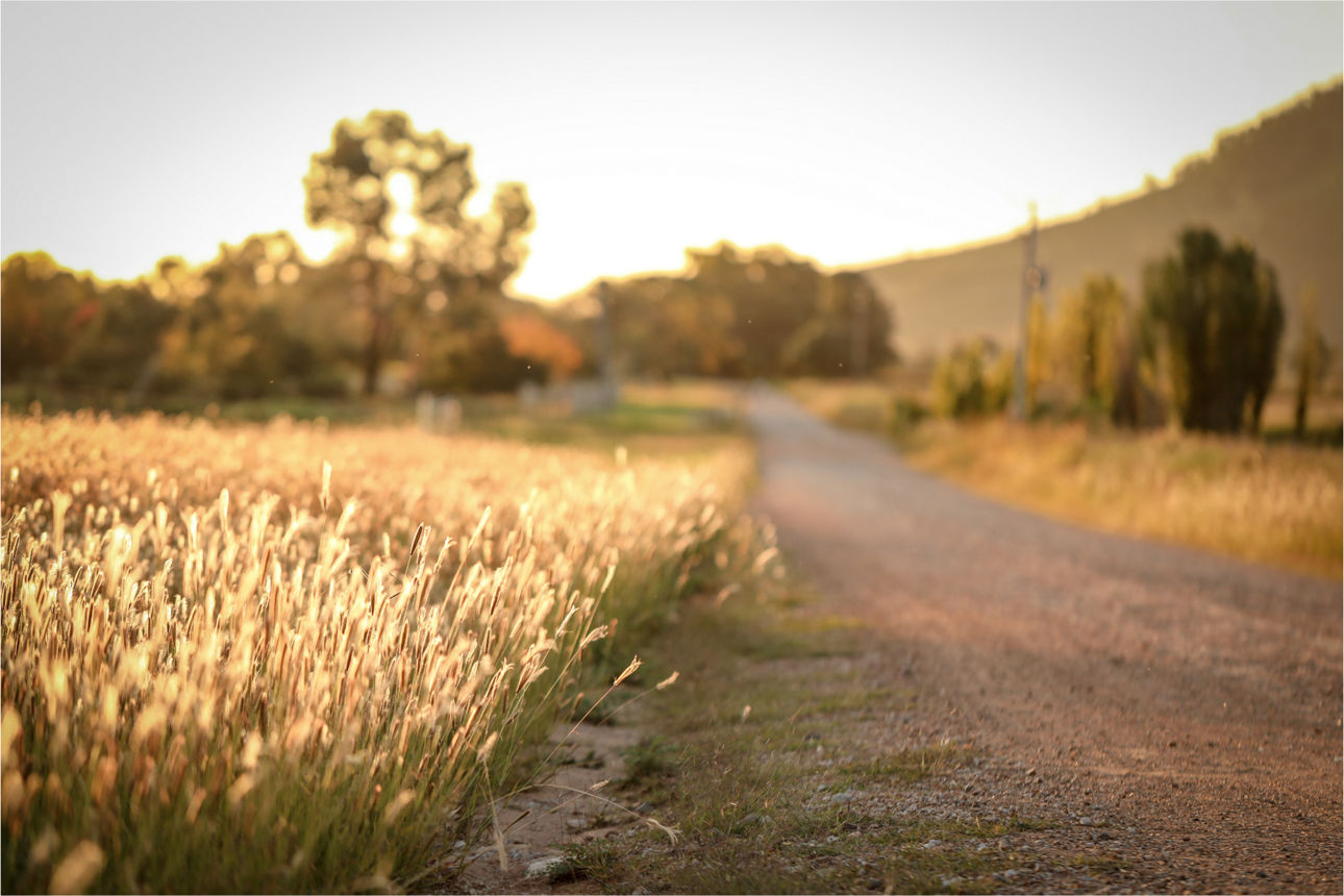 Ein Blick auf ein Kornfeld und eine Straße.