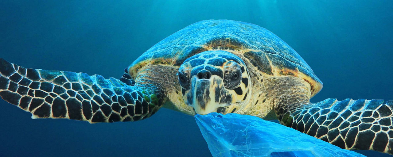 Wasserschildkröte mit einer Plastiktüte im Maul