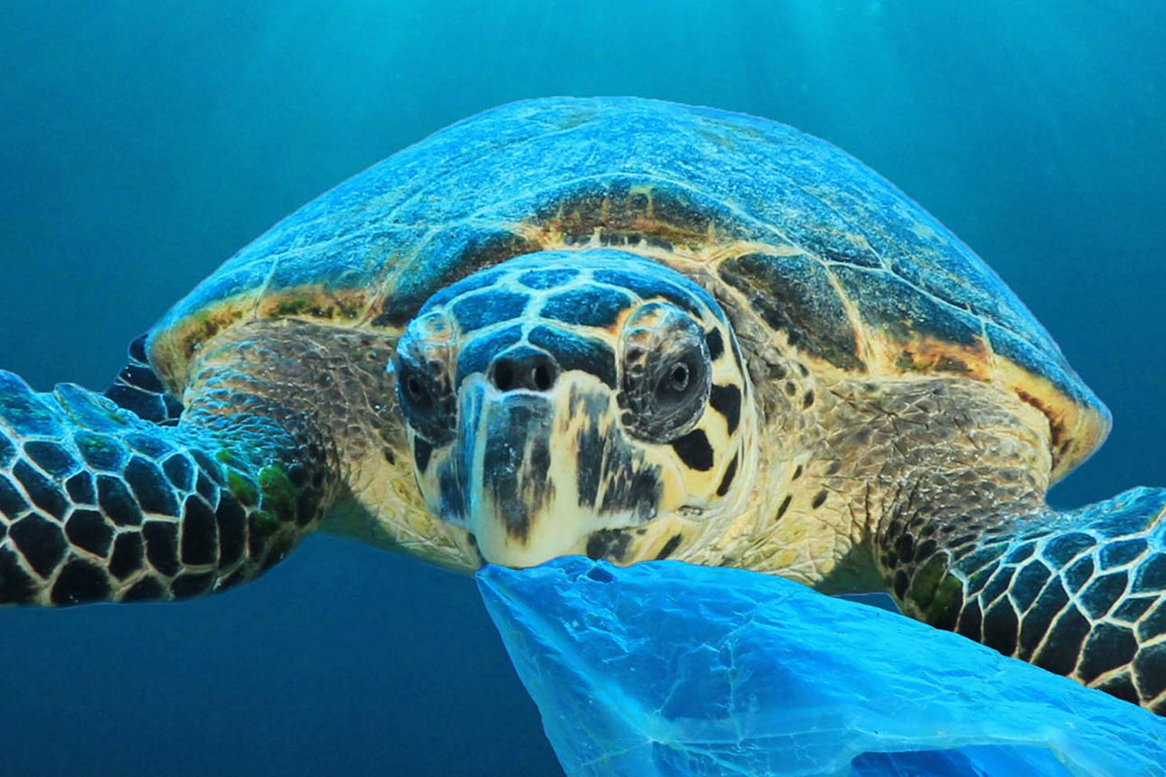 Wasserschildkröte mit einer Plastiktüte im Maul